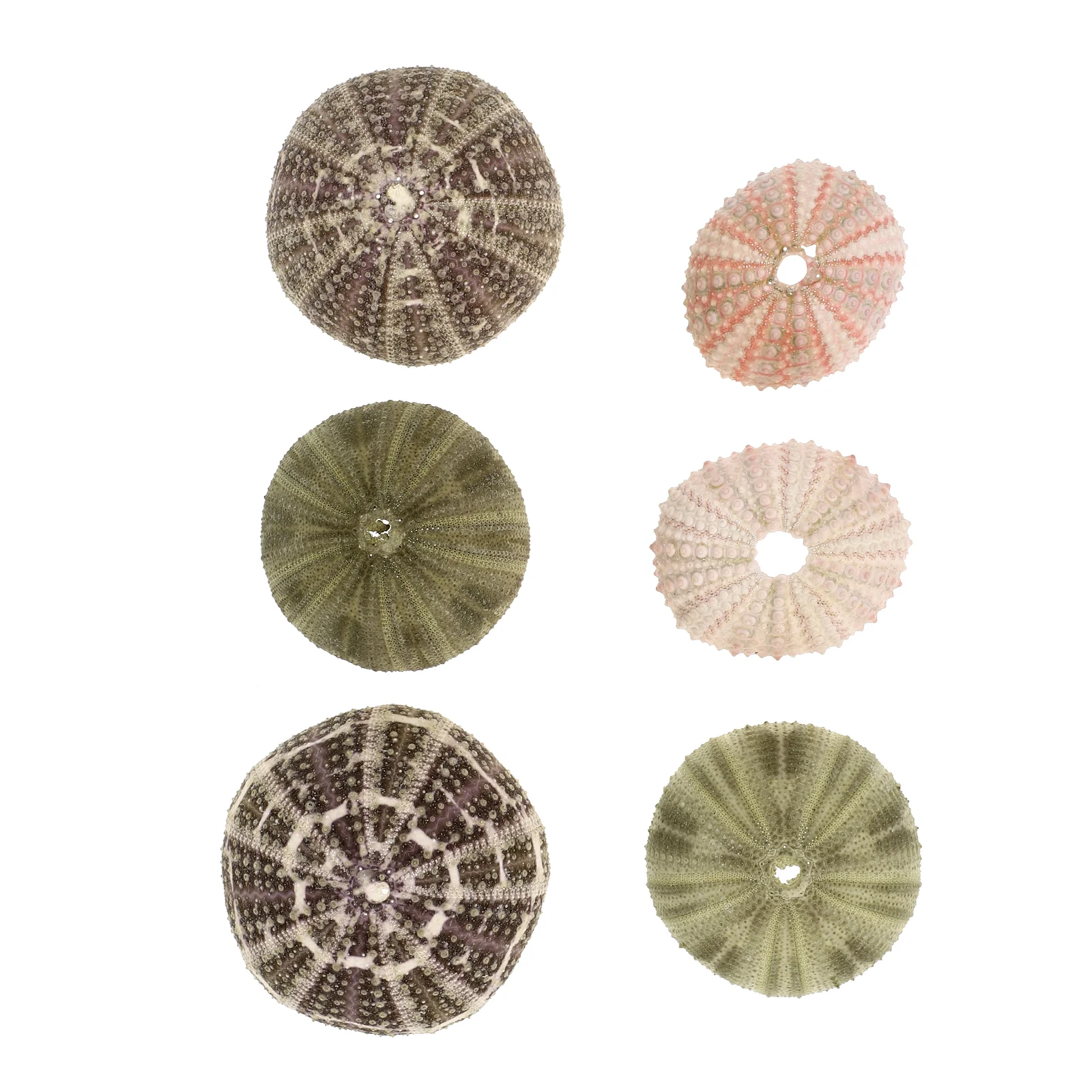 

6 Pcs Plants Live Houseplants Desktop Monitor Mount Sea Urchin Air Holders Unique Stand Conch Shells Indoors Display