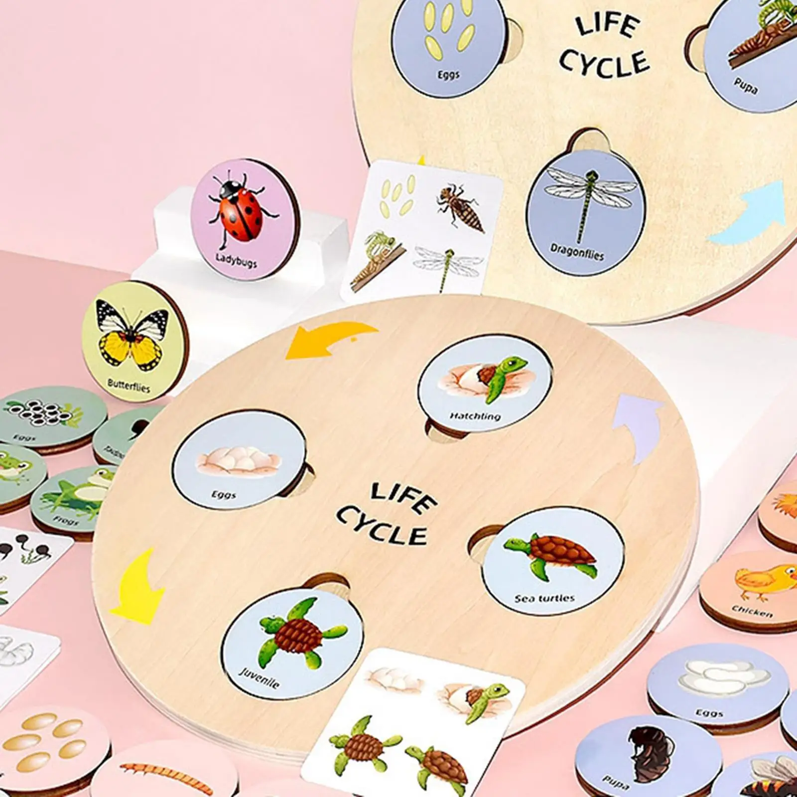 

Life Cycle Tray Montessori Life Cycle Tray for Children Kids Birthday Gift