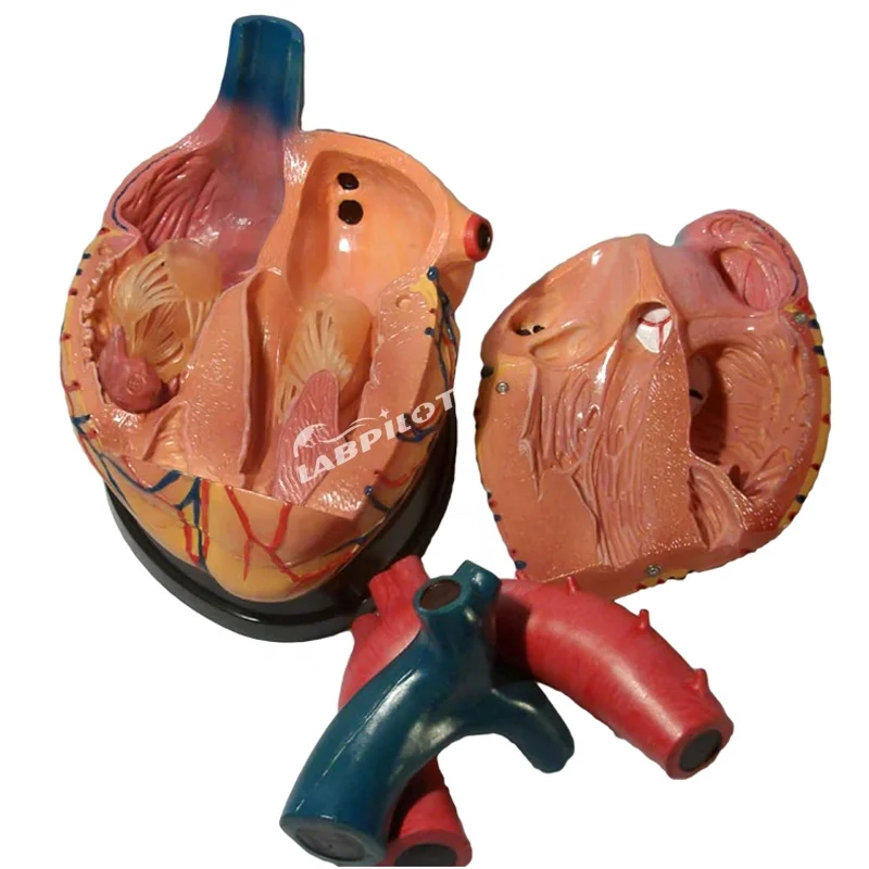 

5 Times 3 parts Human Heart Anatomical Teaching 3D Heart Model
