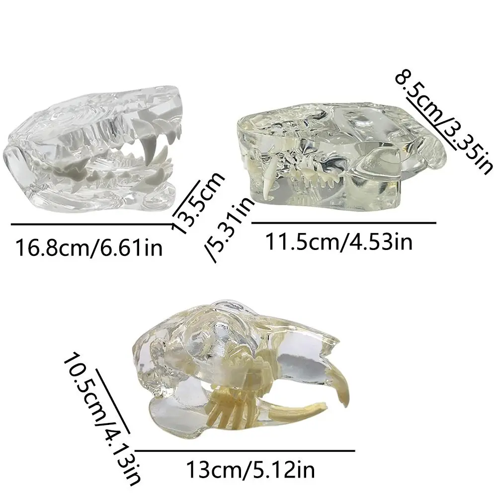 Прозрачные зубные животные смоляные зубы собака кошка кролик съемные обучающие