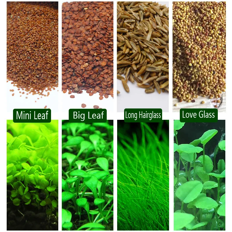 

Aquarium Carpet Plant Seeds Fast Growing Easy to Grow Fish Tank Terrarium Oxygenating Decor 4 Kinds of Lush Green Water Grass10g