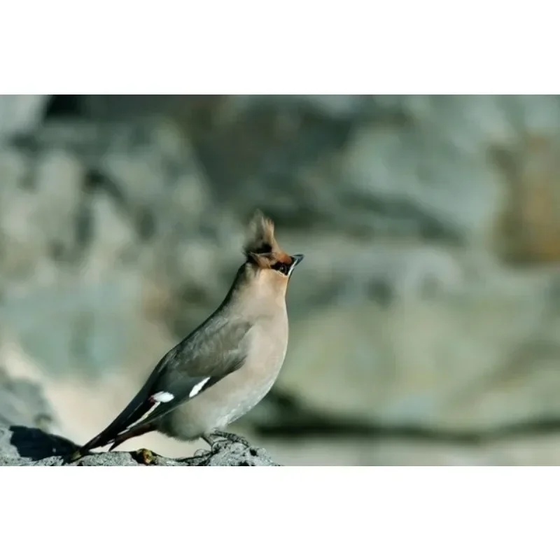 Дополнительный телеобъектив высокой четкости Lightdow Phot 67 мм 2 2x для зеркальных