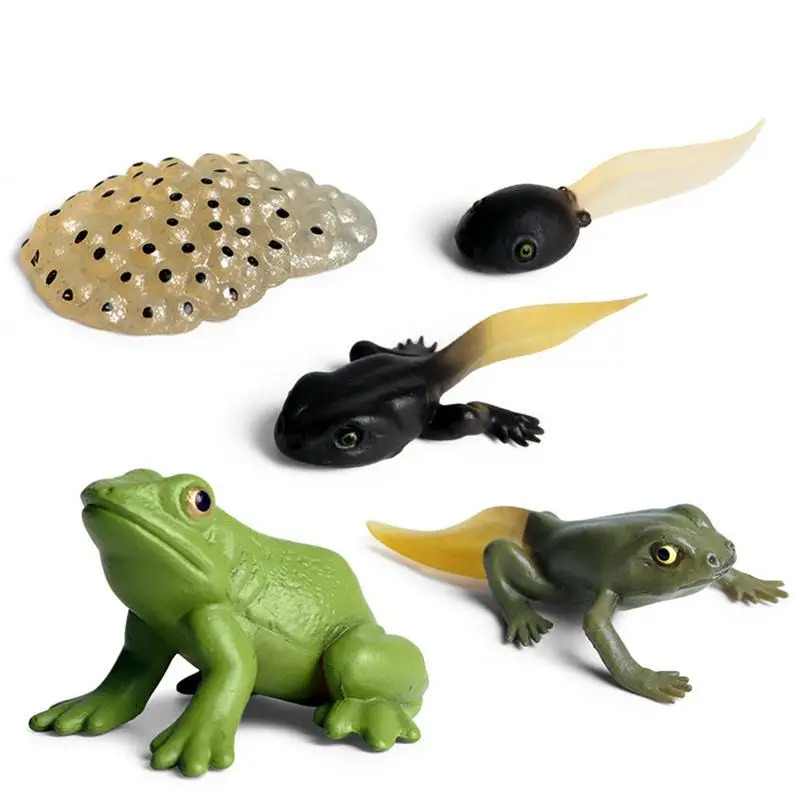 

Life Cycle Figurines Growth Stage Life-like Frog Life Cycle Model Set Frog Realistic Figures For Learning And Teaching Aids