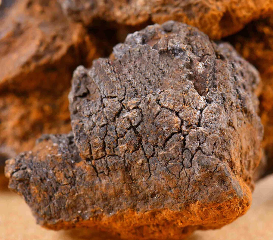 

Natural Organic Chaga Mushroom Chaga Wild Siberian Organic Chaga New Harvest Chaga Powder