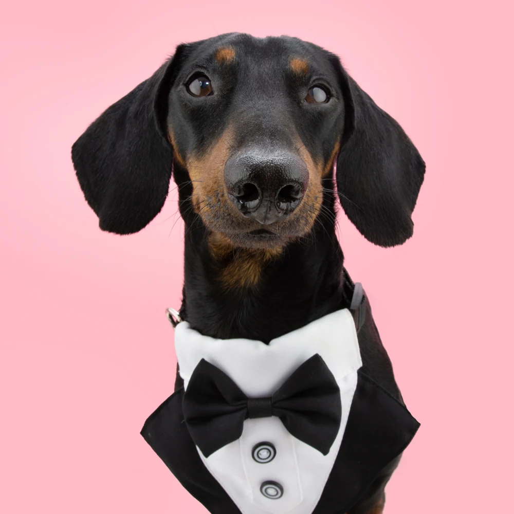 

Formal Handmade Handsome Dog Wedding Tuxedo with Bow Tie Over the Adjustable Collar Pet Bandana Dog Accessories Dog Bibs Scarf