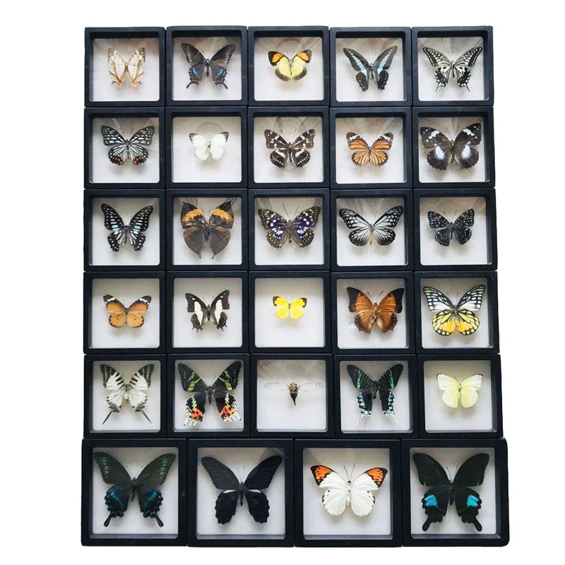 1 новый образец бабочки насекомых подарок на день рождения обучающий реквизит