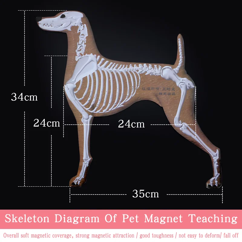 

Магнитный скелет собаки Pet Beautician School