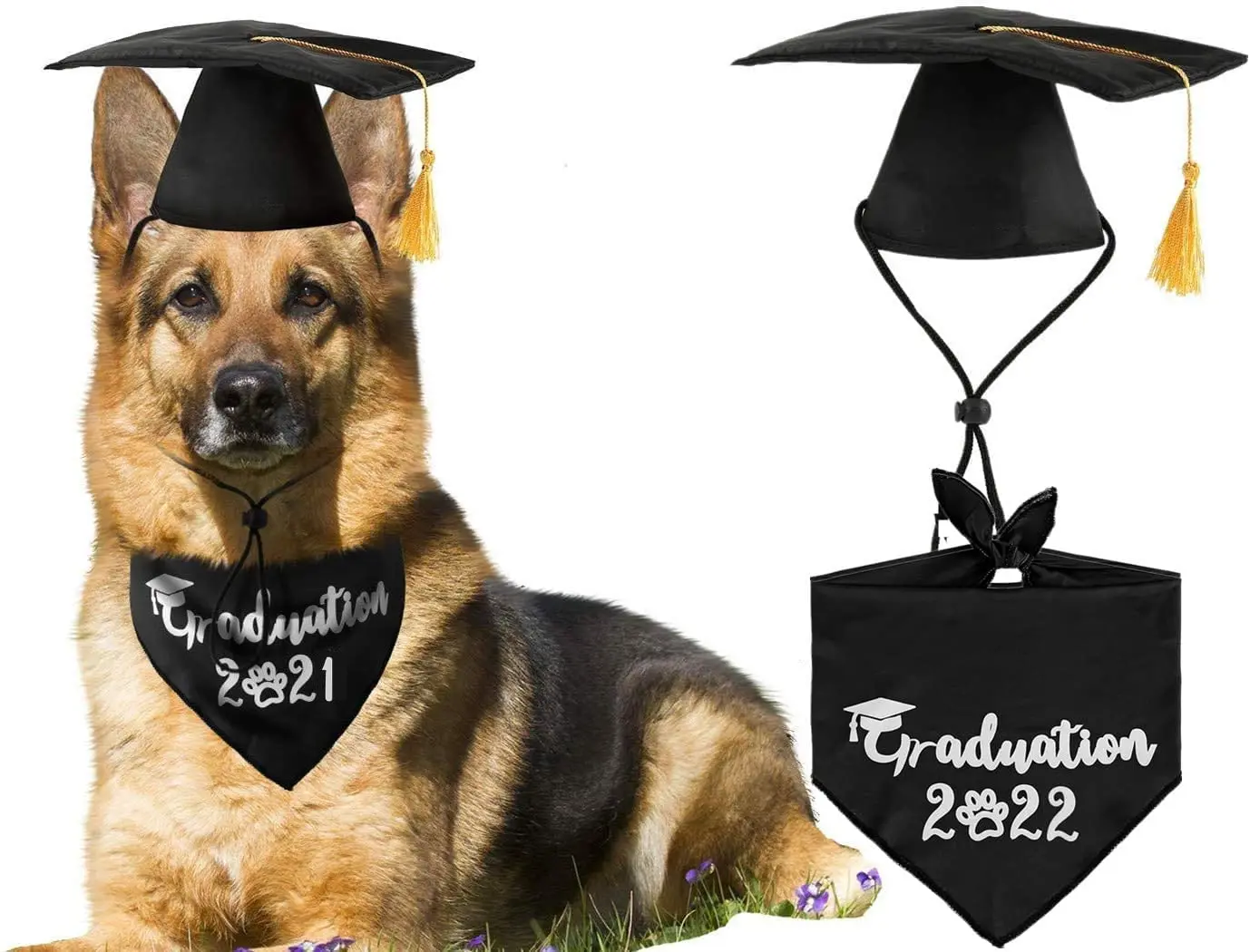Precio perro bandana graduación