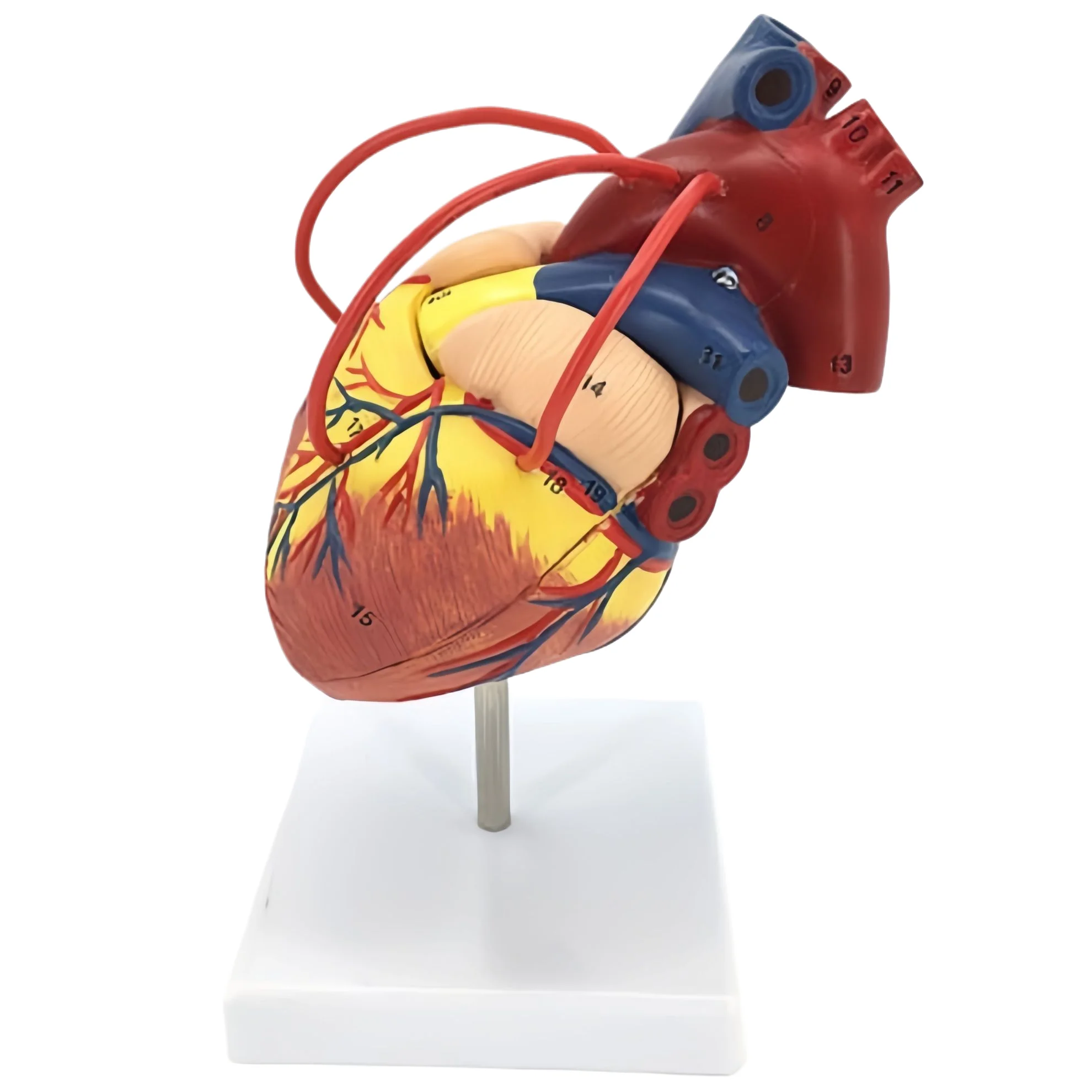 

Анатомическая модель сердца