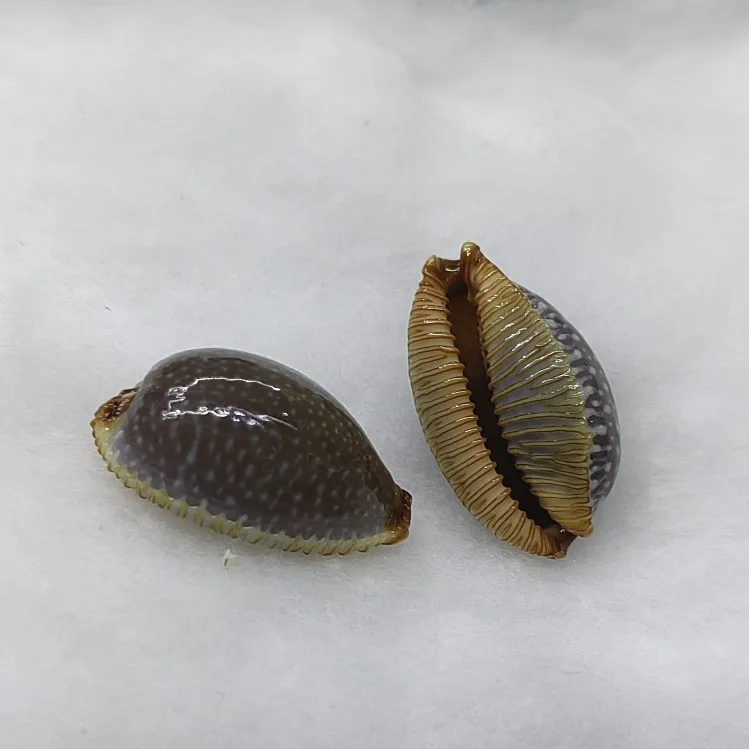 Фото Ракушки арабские Cowry из натурального Маврикия Арабика Cowrie, ракушки для поделок «сделай сам», ювелирные изделия, подарок, пляжный Свадебный декор 1,5-2,3 см №2