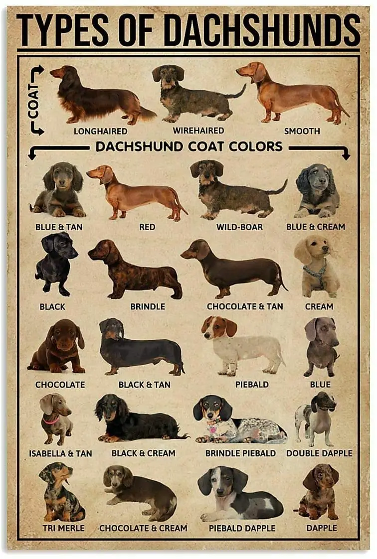 

Типы Dachshunds знания на стену d¨cor искусство подарок для любимой собаки Декор постер на стену Декор металлический знак постер