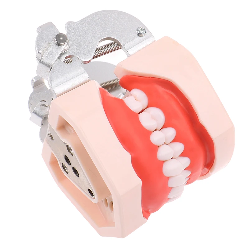 Resin Dental Model Training Typodont Teeth Model For Dental Technician Practice Teaching Gum Teeth Jaw Model Dentistry Equipment images - 6