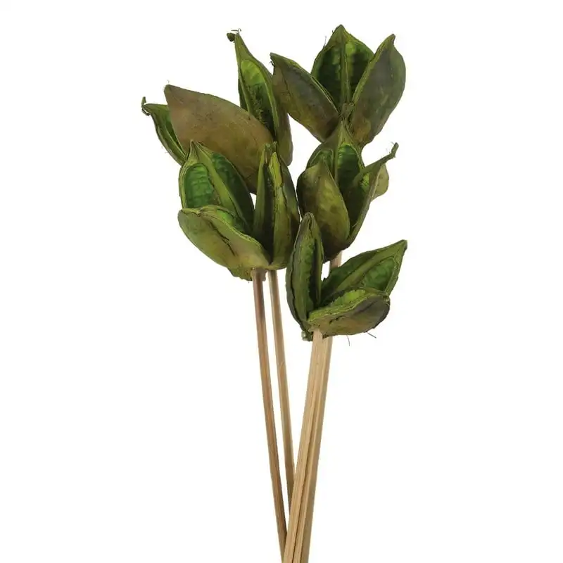 

Basil Sora Pod attached to a Wood Stem. Includes 5 Stems per Pack, Dried