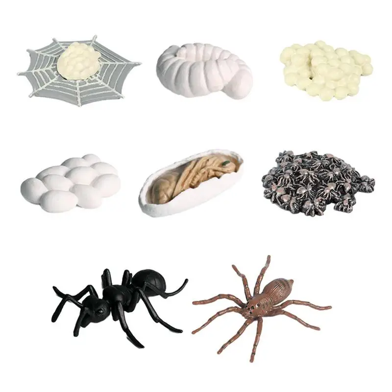 

Spider Livespan Models 8 Pcs Spider Lifespan Models Mini Educational Spider Toys Vivid For Boys Girls Nursery Kindergarten