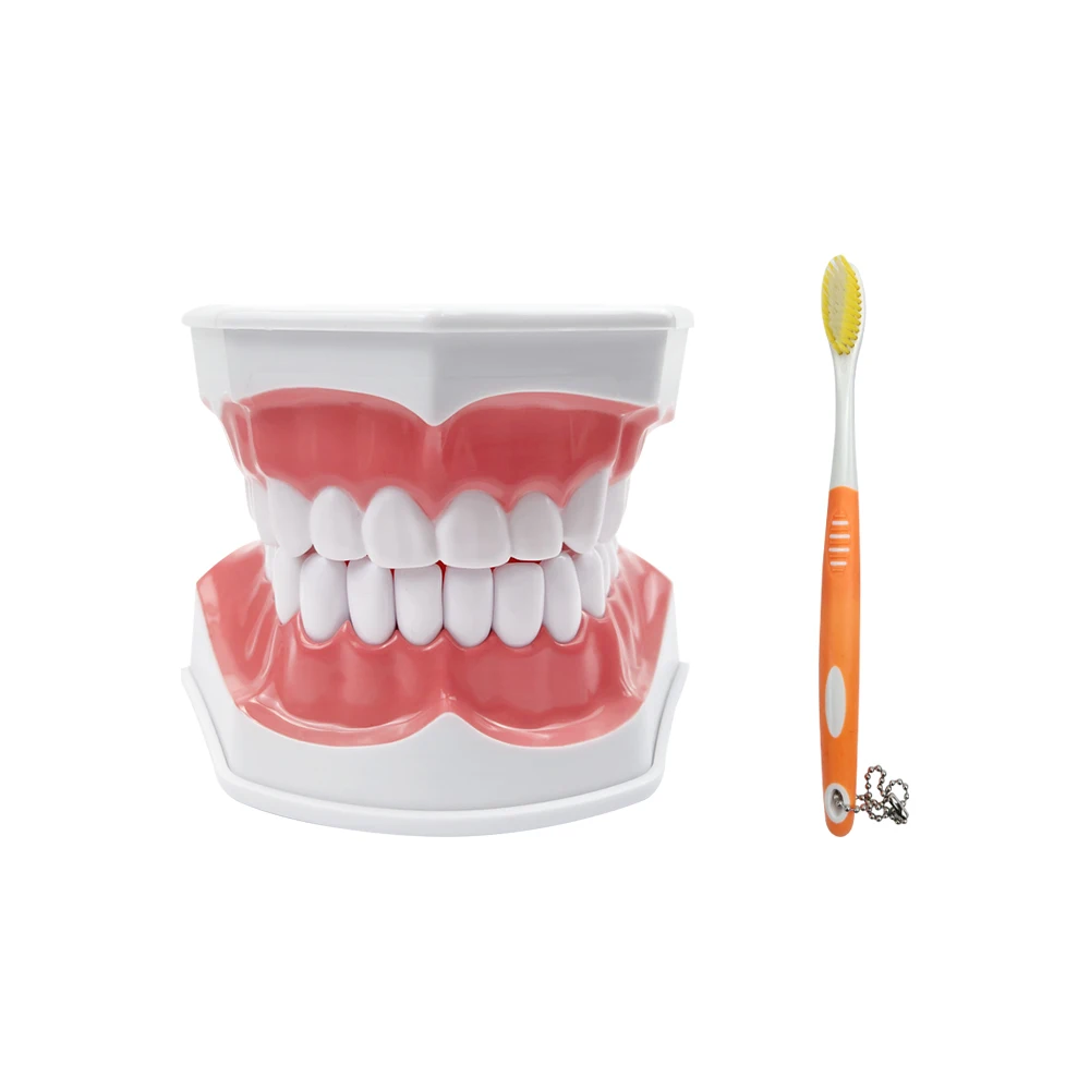 2-кратная модель зубных зубов с демонстрационным инструментом для обучения языку