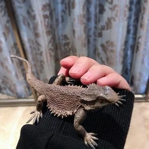 

Wild animal model middle maned lion lizard model children's gift accessories
