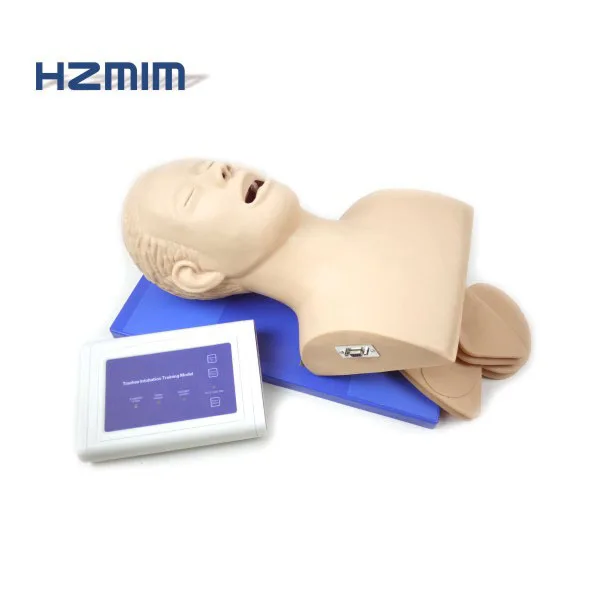 

Adult airway trachea intubation model, Adult airway intubation manikin