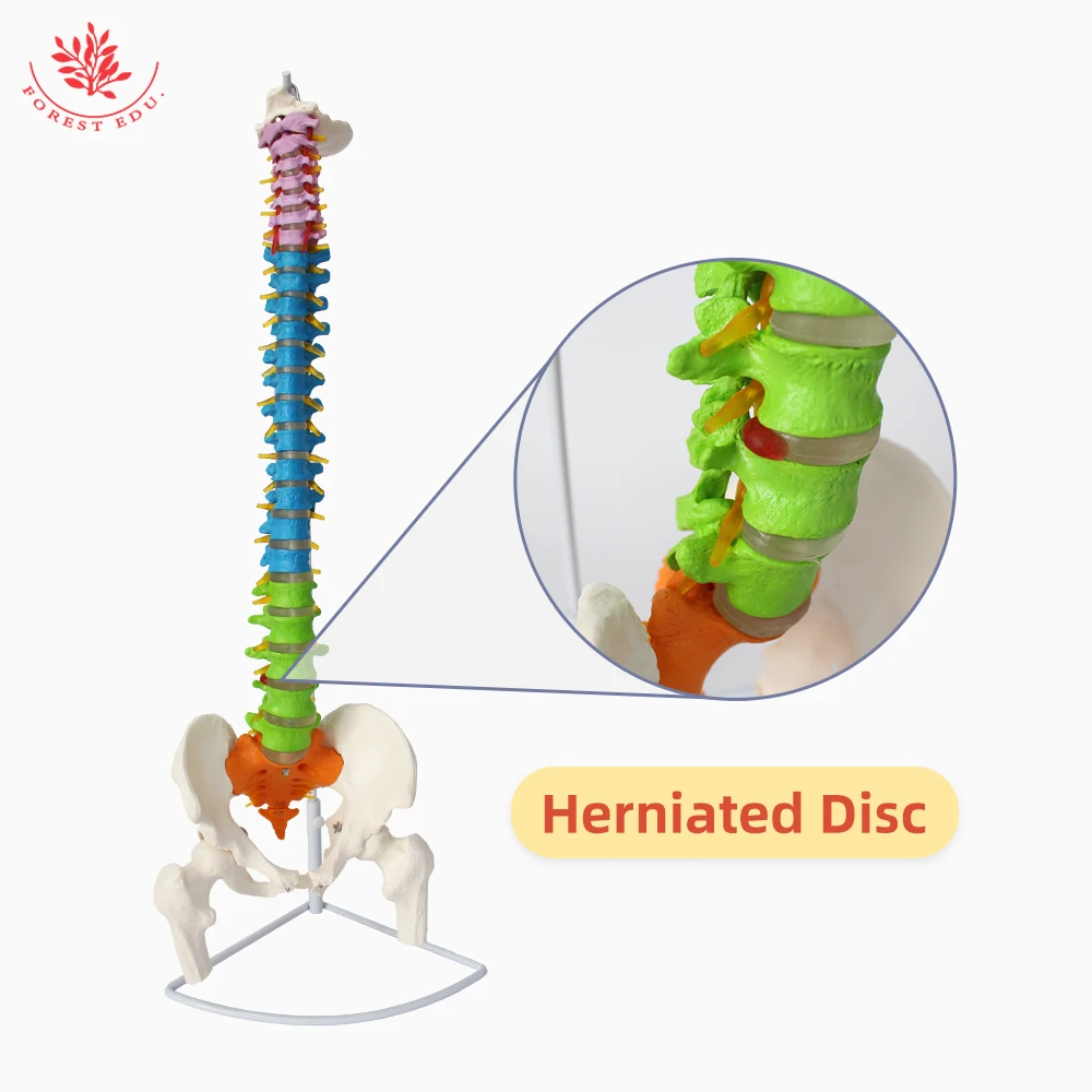Модель анатомии человеческого гибкого позвоночника из ПВХ материала размером 85 см с различными цветами и двумя бедренными костями для обучения.