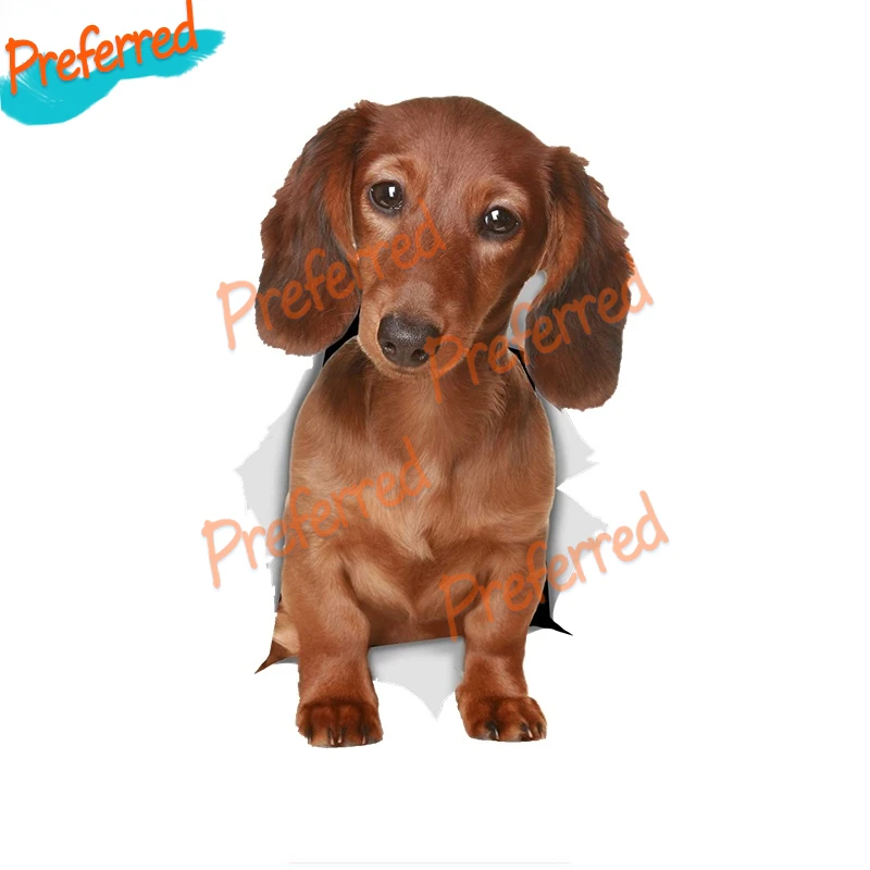 

Длинная такса, колбасная лампа, высокая наклейка, автомобиль/грузовик, корабль/прицеп/ноутбук и ящик для инструментов/мотоцикл и шлем