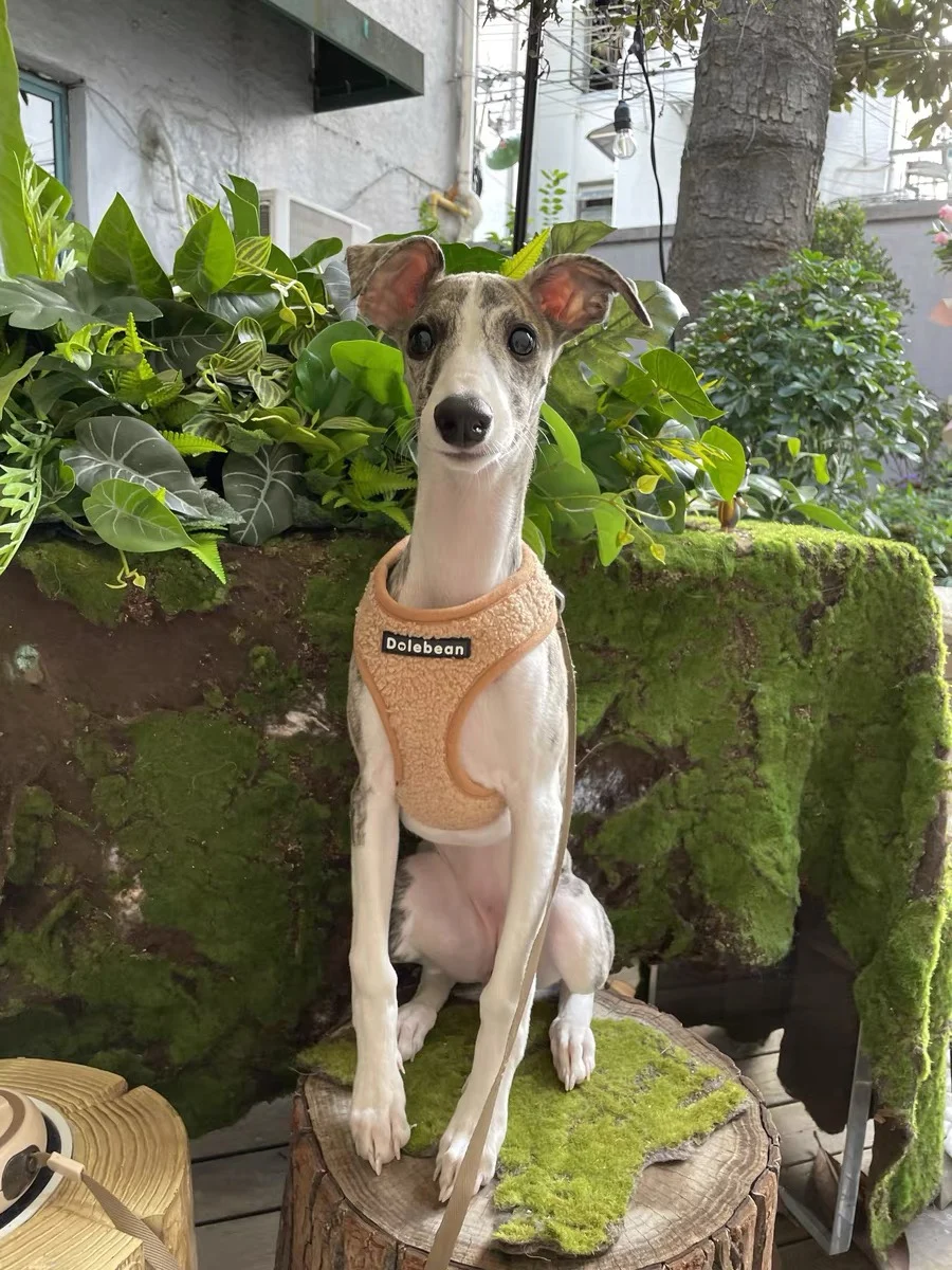 

Буксировочный трос Greyhound Whipeet для собак, новый нагрудный ремень для домашних животных с двойной пряжкой, товары для домашних животных