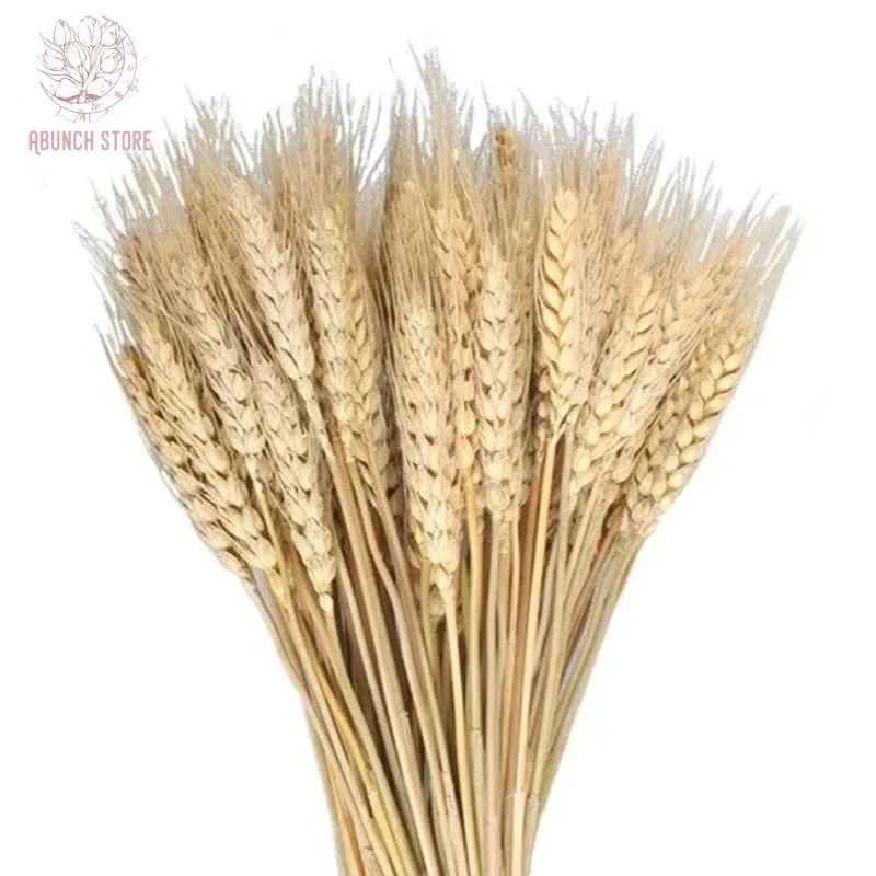 

25-100Pcs Natural Wheat Ear Dried Flowers Bouquet Boho Home Garden Decor Real Pampas Grass Christmas Party Accessory Decoration