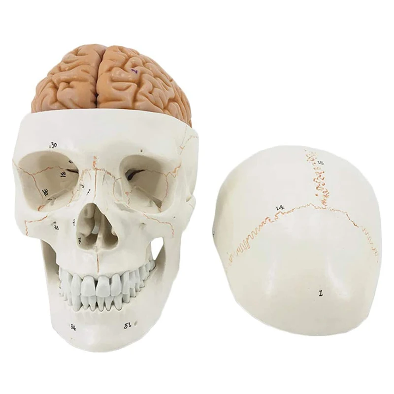 Human Life Size Numbered Skull With Brain Model anatomy skeleton veterinary anatomical brain anatomia science Exploded skull