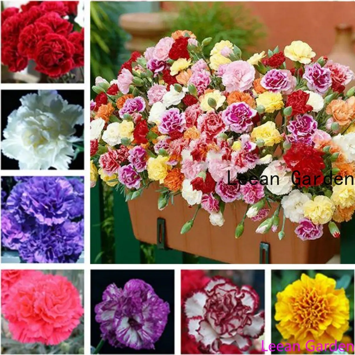 

200pcs flower Rose Multicolored carnation