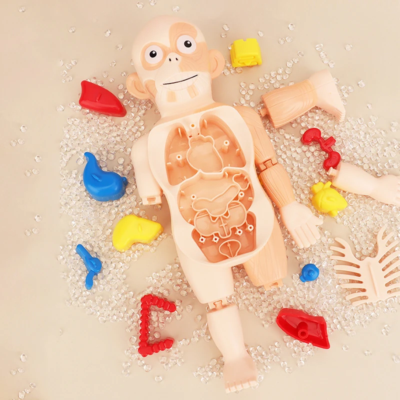 Детский 3D пазл Монтессори модель анатомии человеческого тела обучающий орган