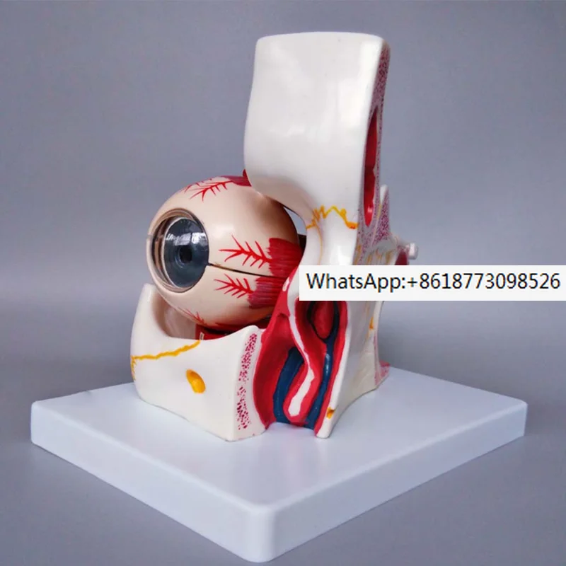 

Anatomical Human Eye With Orbit Model Eyelid Medical Anatomy 3 Times 10Parts Orbit Anatomical Study Display Teaching Resource