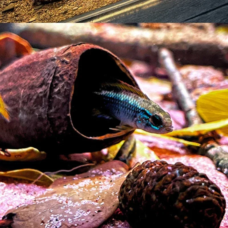 Натуральное Украшение Для Аквариума Пещера Cichlid Репродукция Среды Обитания рыба