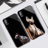 sphynx cat cute animal phone case tempered glass for iphone 11 12 13 pro max mini 6 7 8 plus x xs xr