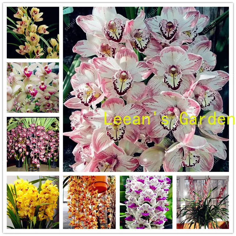 

Semillas 10 растений импортный Cymbidium Orchid Phalaenops уличный цветочный горшок балкон домашний сад Легко расти семена
