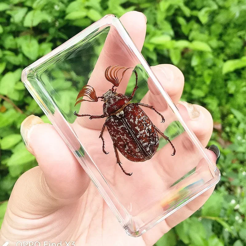 

Прозрачный жук из эпоксидной смолы