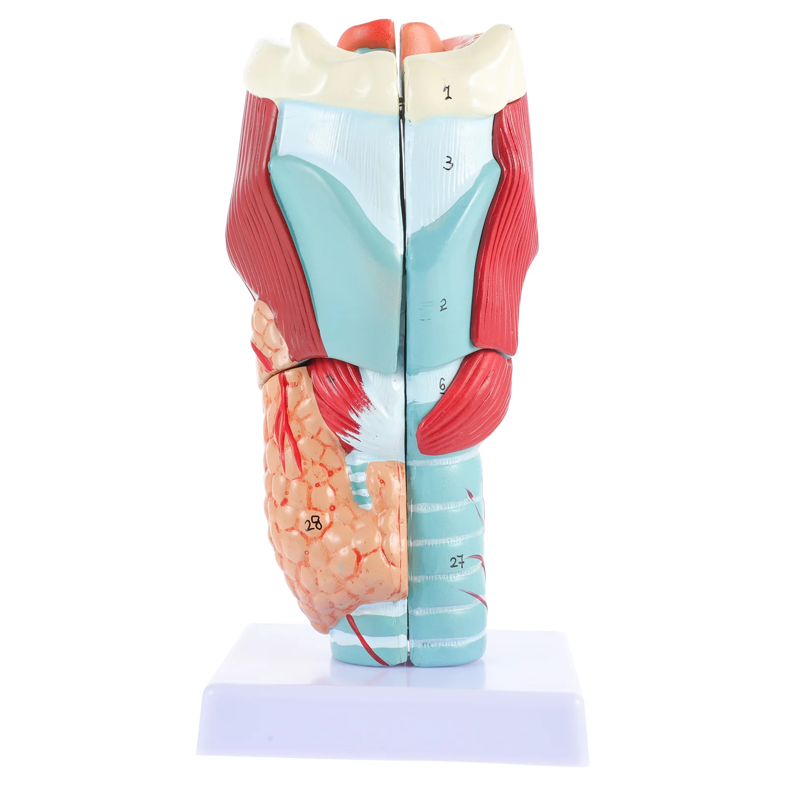 

Anatomy Teaching Model Anatomical Mannequin Throat Structure Display Mannequins Educational Training Aid Props