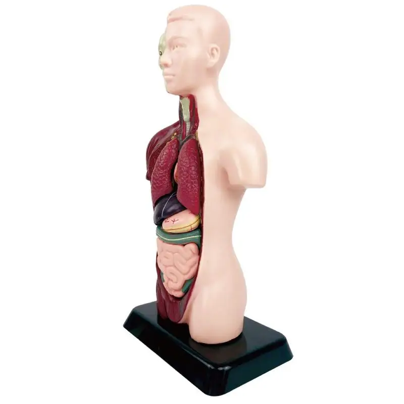 

Medicals Torso Human Body Model 6 Parts Anatomy Doll PVC Education Organs Model Used For Professional Study Students Science