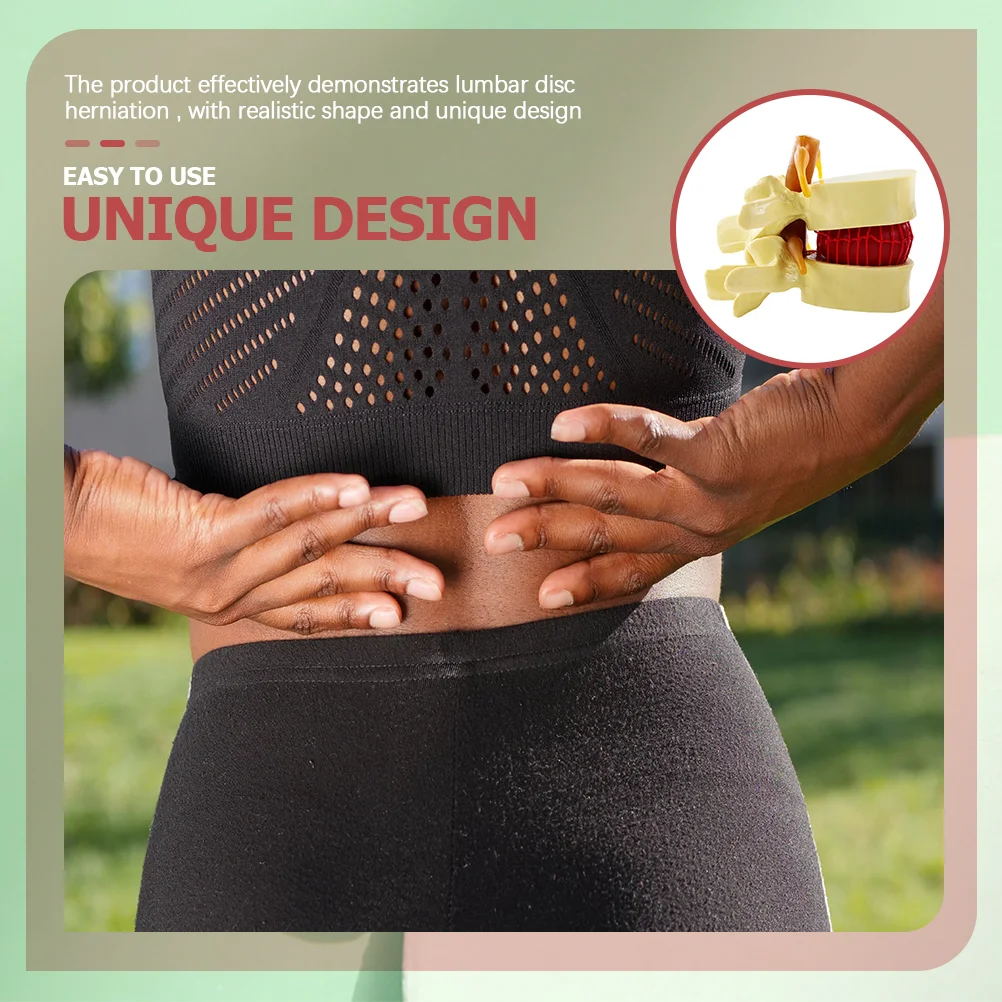 Анатомическая модель для хиропрактора межпозвонковых дисков модели поясничных