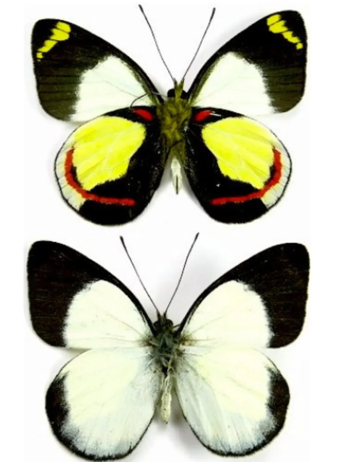 

Настоящие образцы бабочек Delias Dixeyi