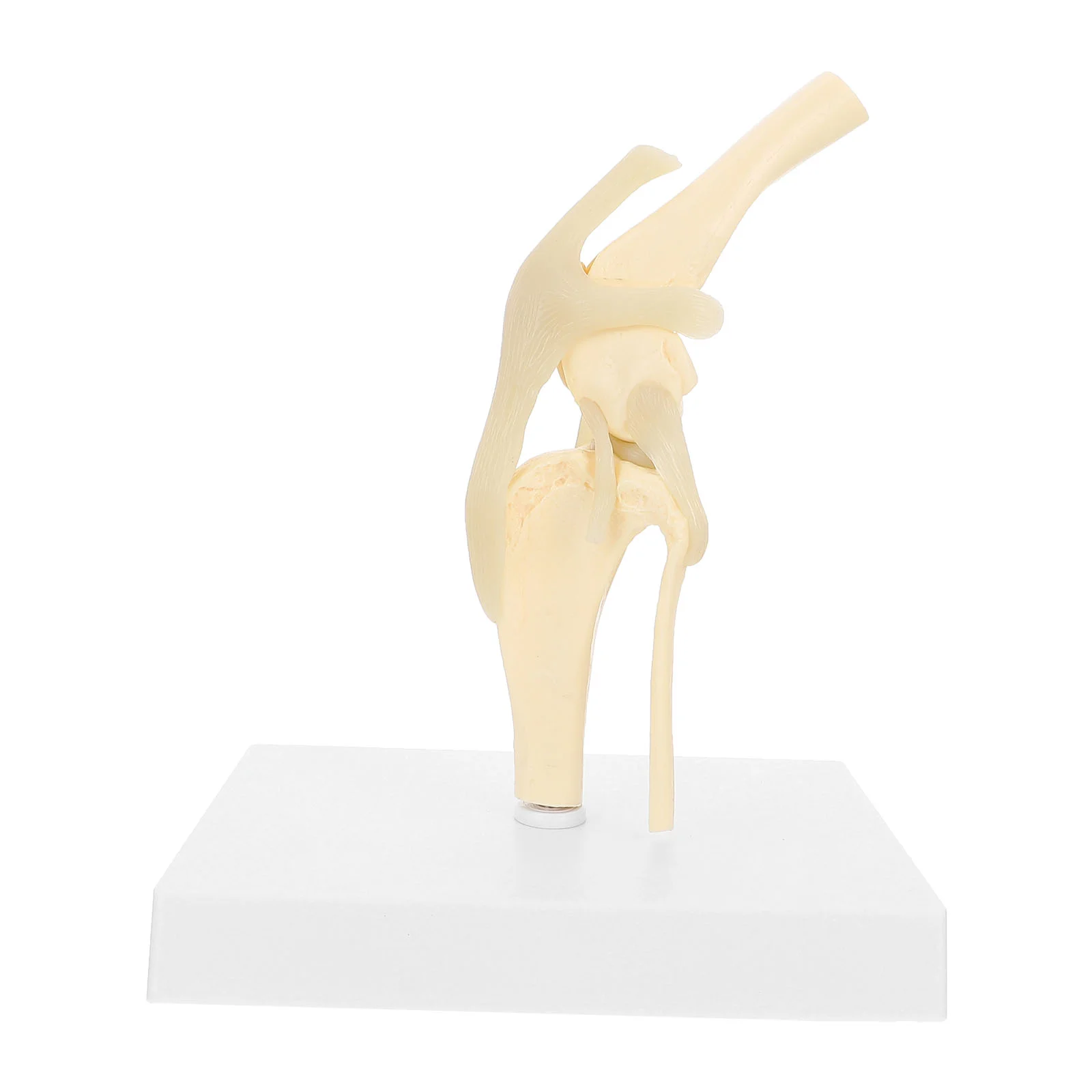 

Dog Knee Joint Model with Ligament Animal Skeleton Model Veterinary Teaching Model
