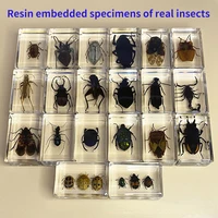 real insect specimens science teaching aids resin transparent ornaments spiders scorpions decoration decorative figurines