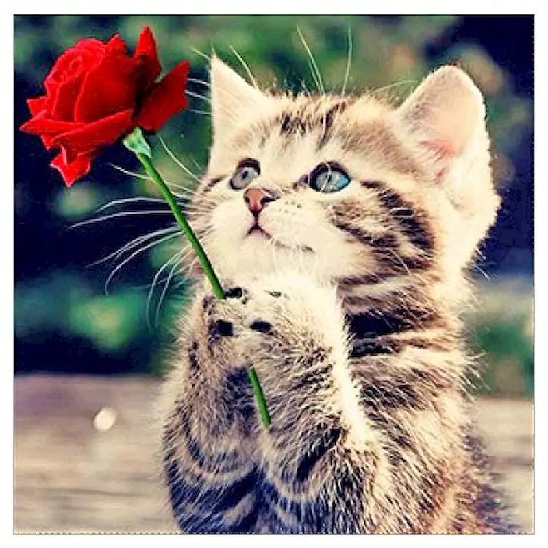 

SIYU Diamond Painting Cats Full Drill Round Diamond Embroidery Animal 5D Cross Stitch Decoration Home