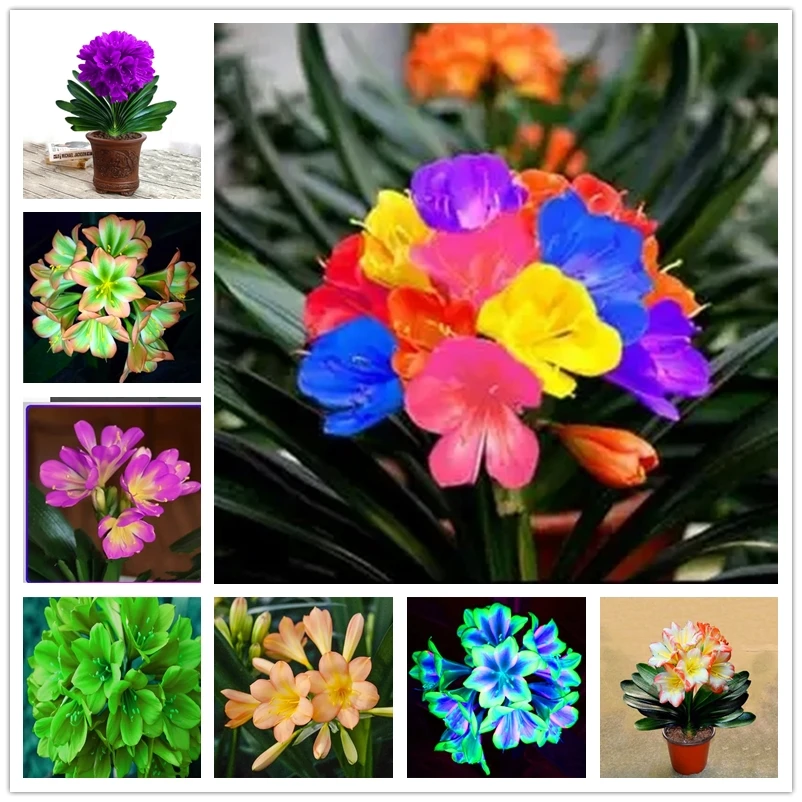 Ароматные растения Clivia для ароматерапии цветочные лилии фотообои 50 шт. - купить