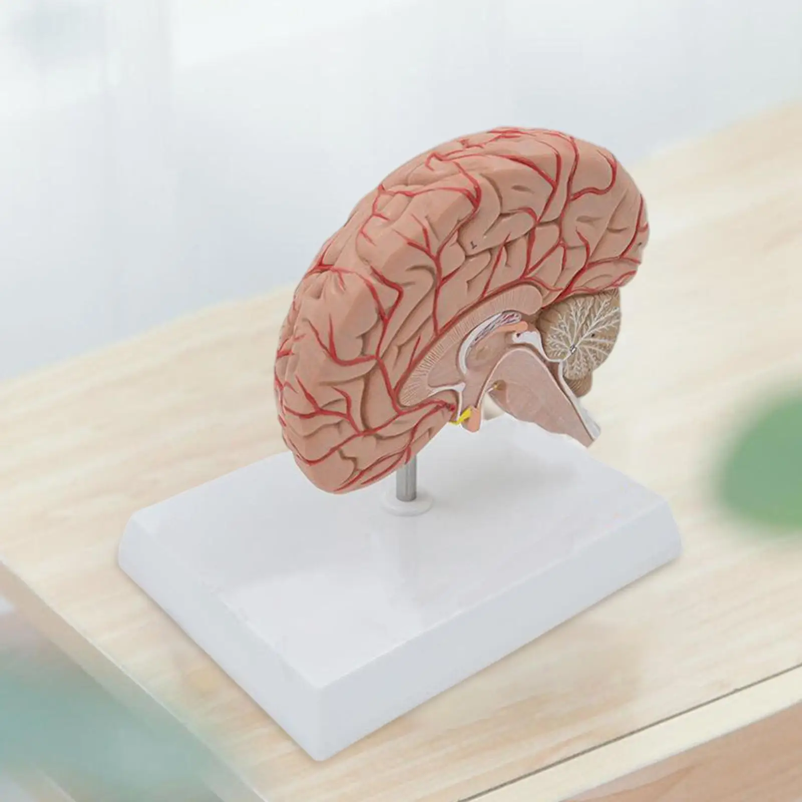 

Model Anatomy for Education Display Student Learning Holiday Gifts