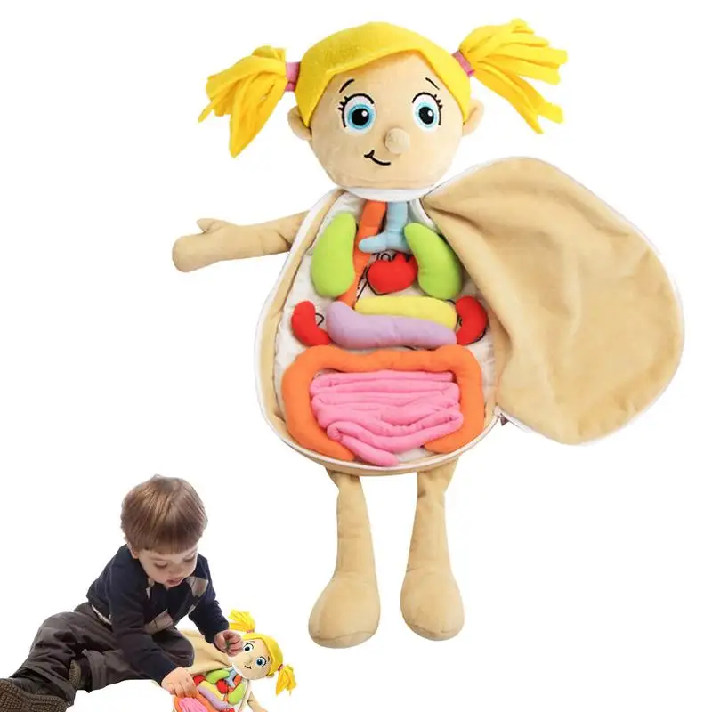 3D Organ Toy Set Body Structure Puzzle Doll Human Body Anatomy Awareness Teaching Tools Science Learning Kits For Kids For Home