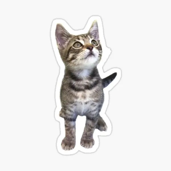 

Auto Baby Cat Car Sticker Sticker Colorful V4