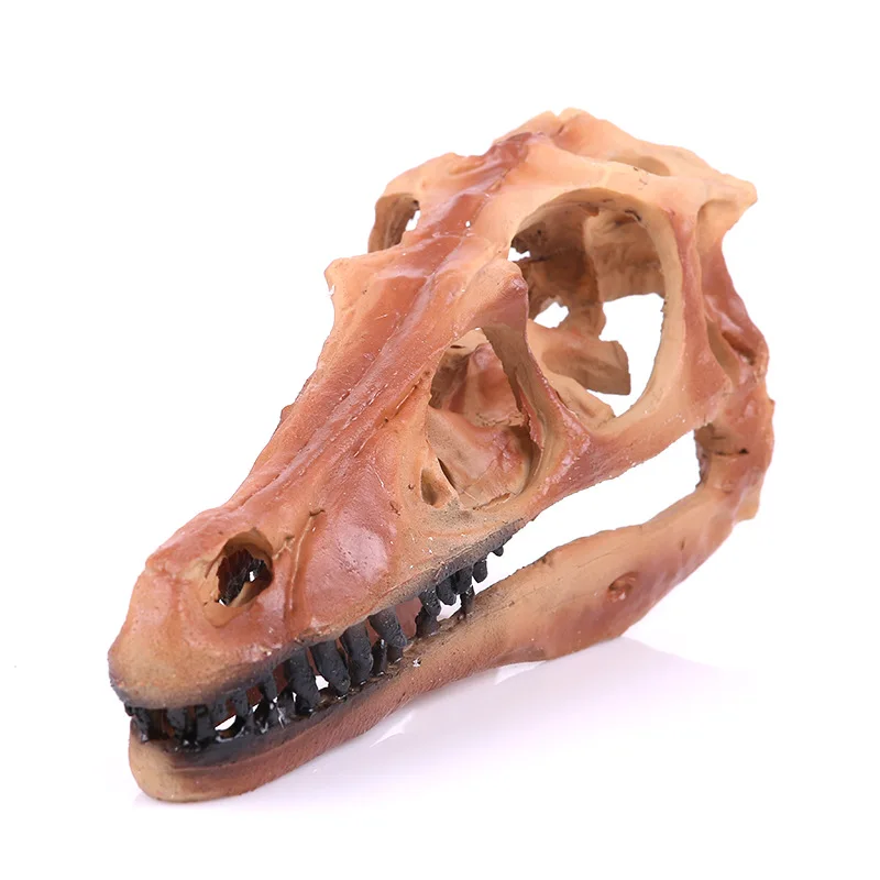 

Dinosaur Skull Head Resin Skull Raptor Skull Head Model Skeleton Popular Science Research Specimen Reference Sample