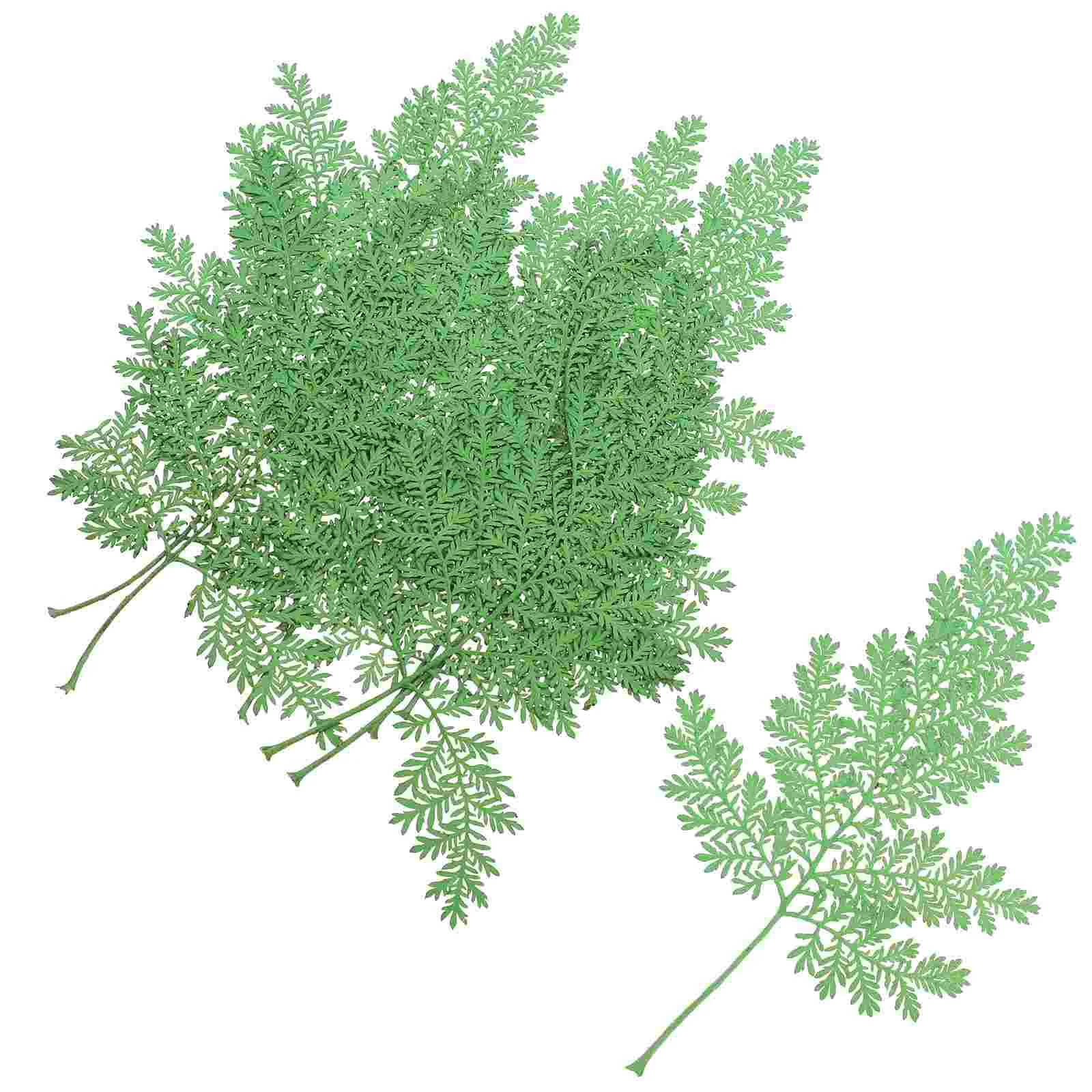 

48Pcs Handcrafted Craft Leaves DIY Pressed Leaves Decorative Craft Leaves Natural Dried Leaves