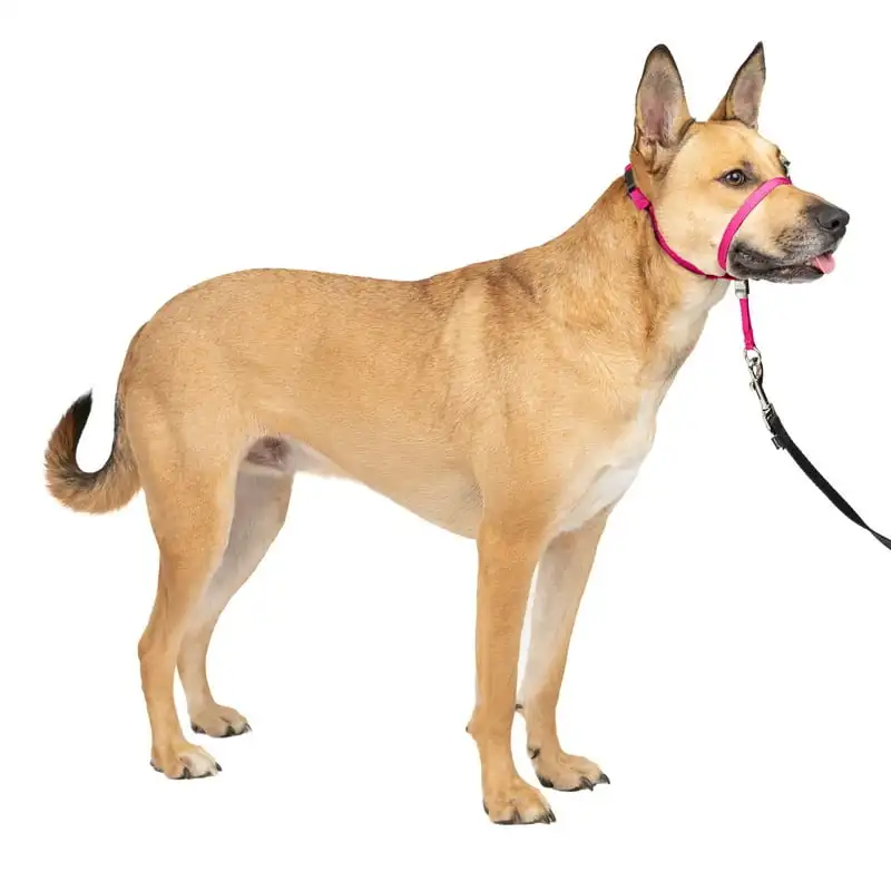 

Leader Headcollar, No-Pull Dog Collar, Medium 25-60 Lb., Raspberry Bling dog collar Name tag for dogs קולר לכלב Dog cola