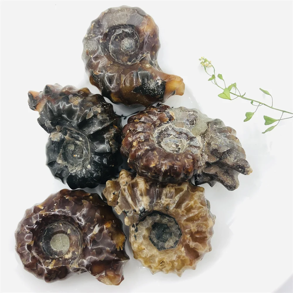 

1PC Natural Fossil Conch Crafts Home Decoration Festival Gift Collection 29-35g