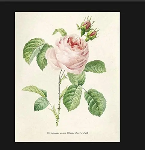 

Vintage Pink Rose Sign, Kitchen Sign, Vintage Sign. Retro Wall sign12X8inch