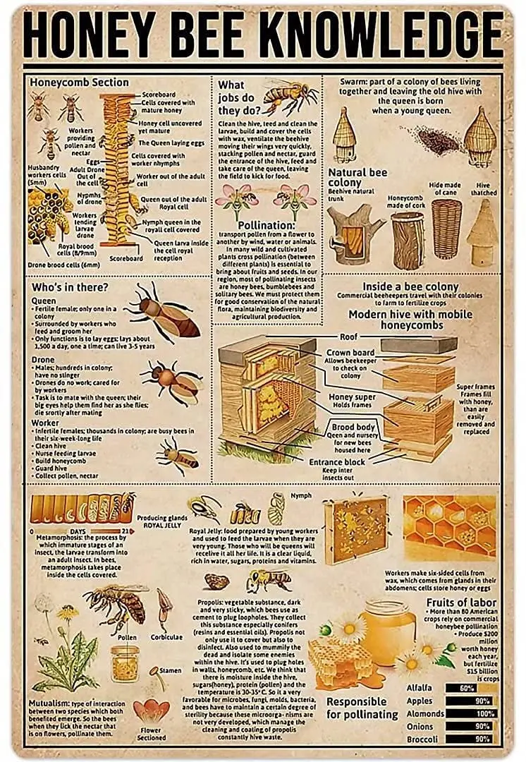 

Honey Bee Anatomy Knowledge Metal Tin Sign Honey Bee Retro Poster Wall Art Deco Farm Home Kitchen Club Plaque 8x12 Inches